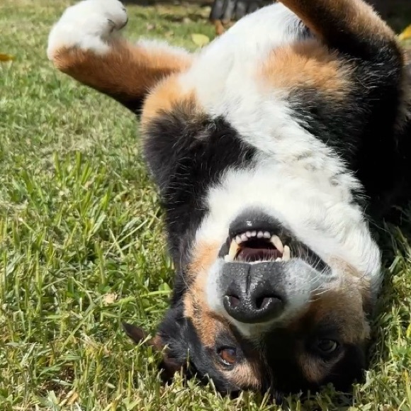 Hello + Welcome to my Little Homestead 👋 - Picture 7 of 16